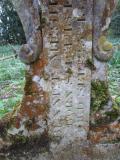 image of grave number 631851